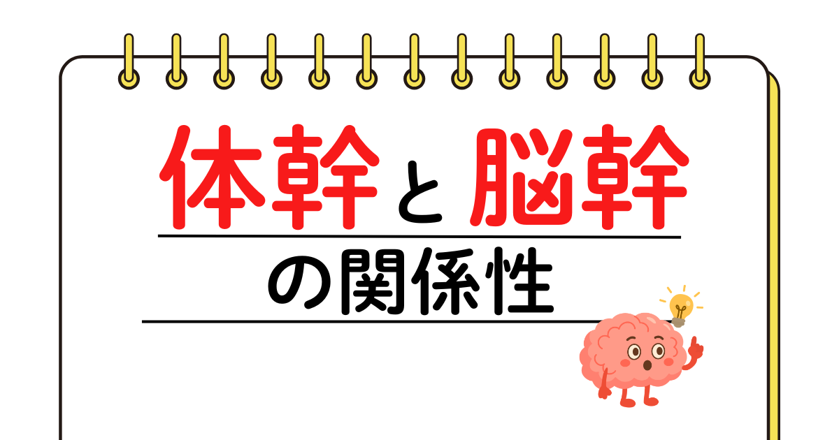体幹の脳幹の関係性。　体幹に刺激を入れる事は、学力にも繋がる